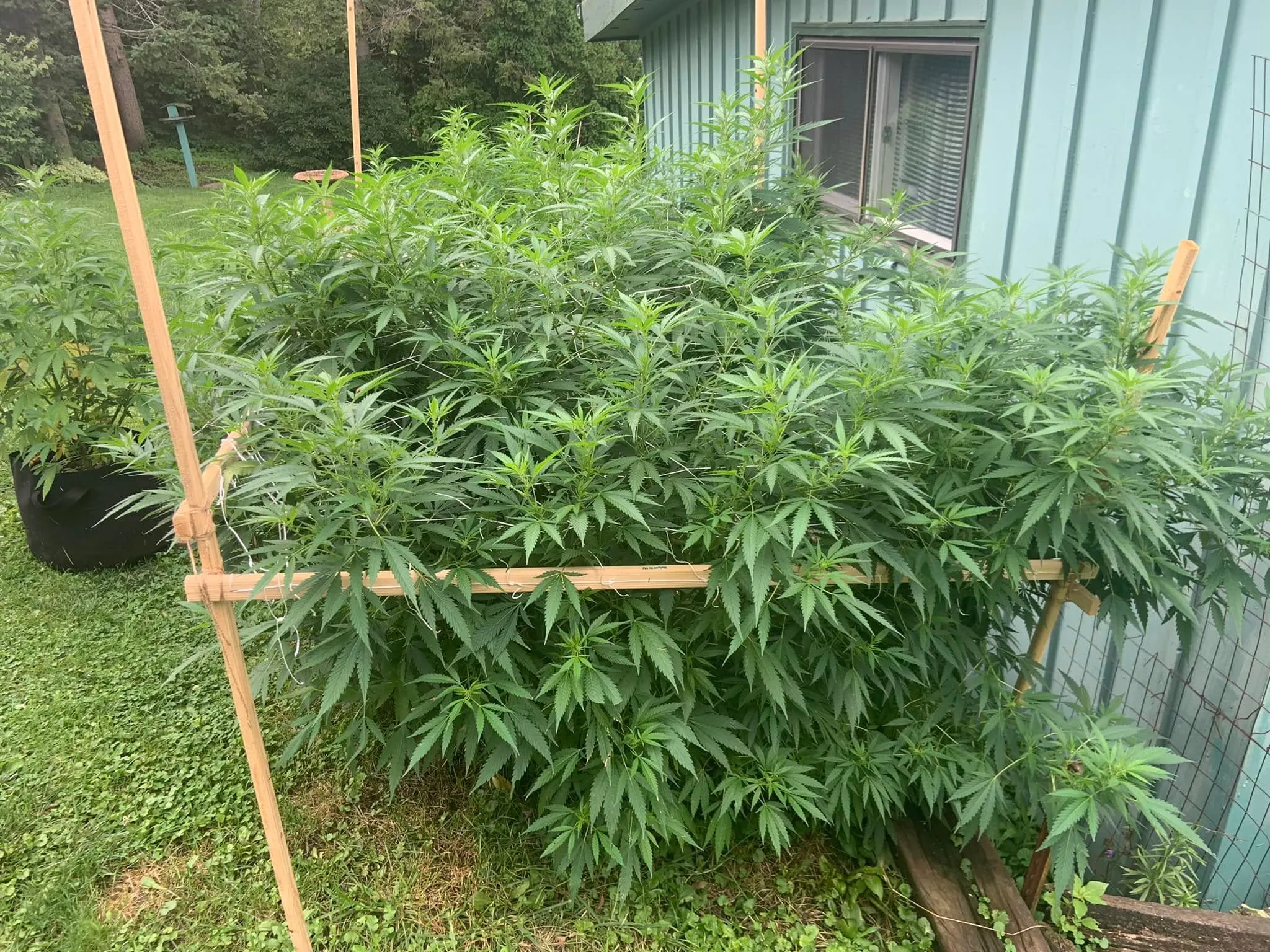 July — full trellis up, mid-veg.