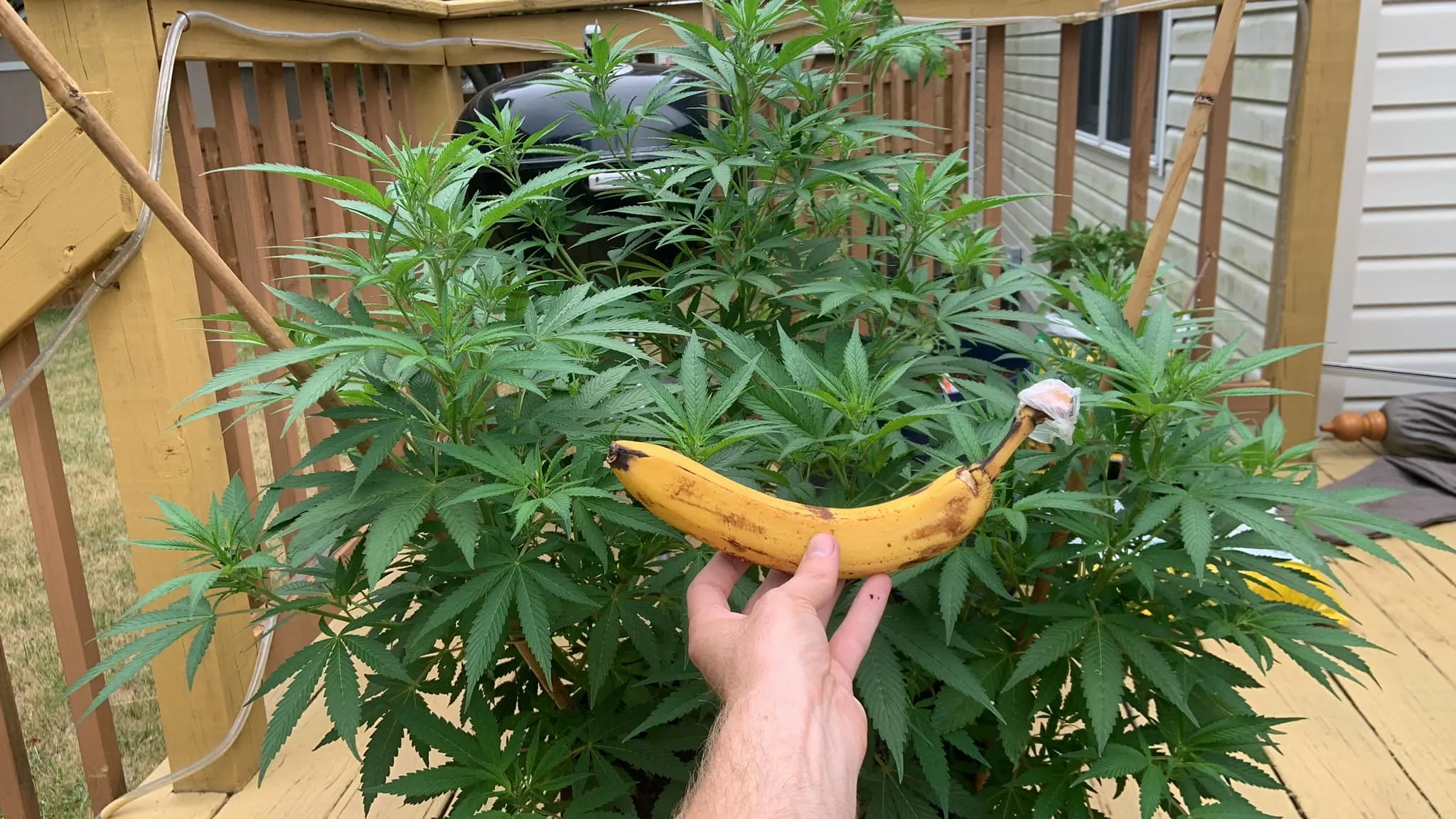Scale check. Banana included for reference.