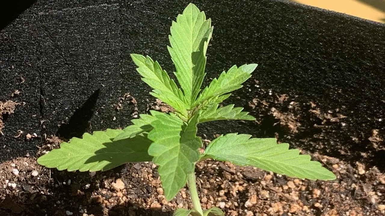 A young cannabis seedling in a fabric pot, early season