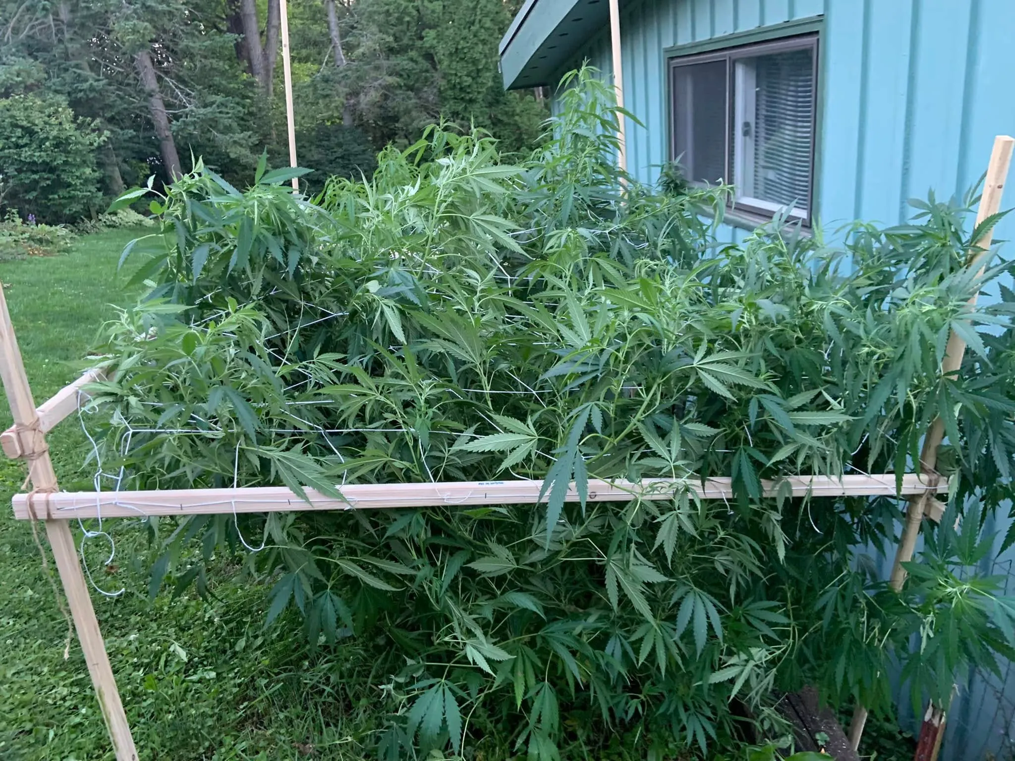 Outdoor cannabis plants trellised against a backyard in golden-hour light