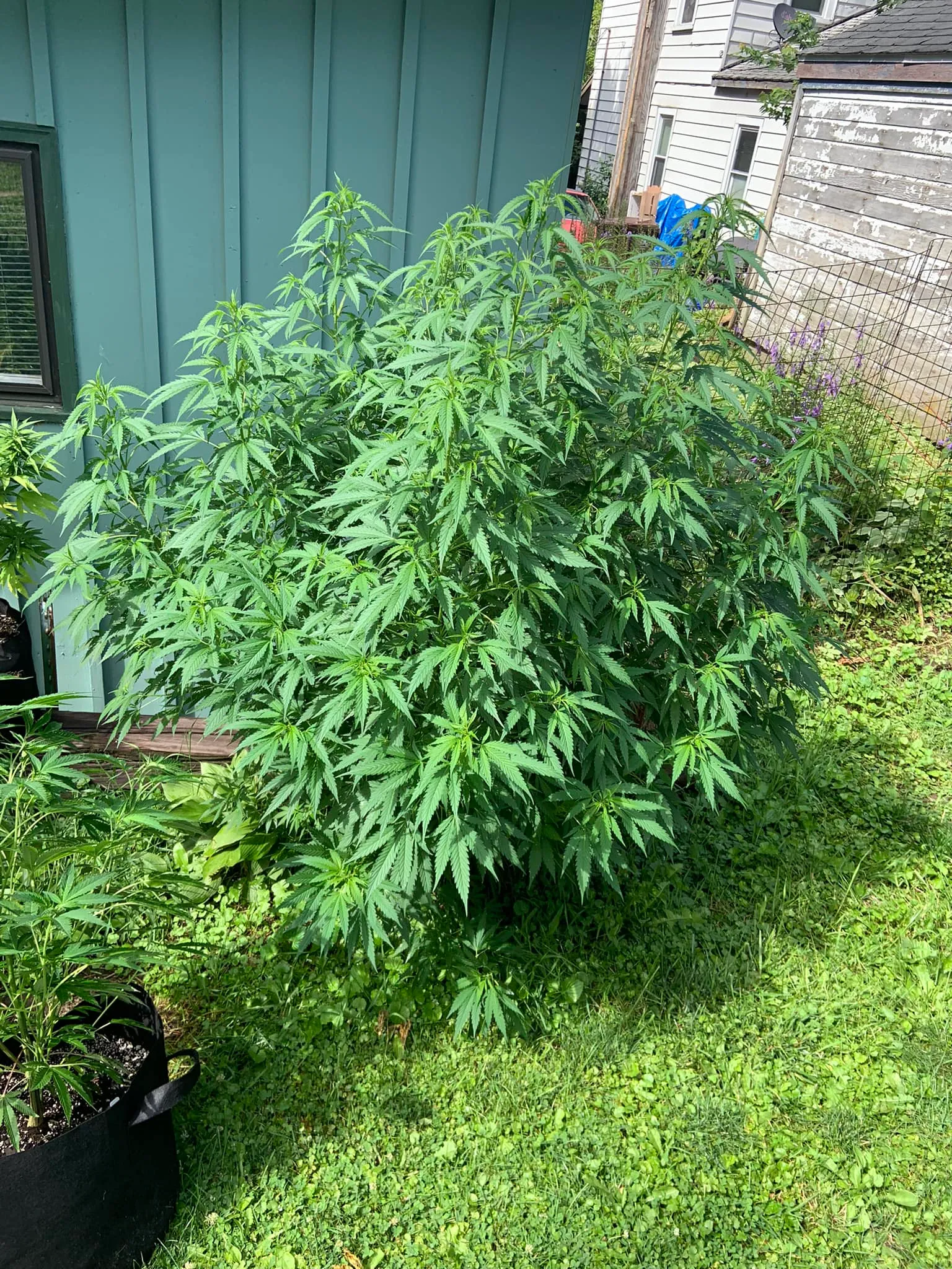 Backyard season — Fox River Valley — Seven plants, full trellis, finished before the first frost. The full season arc from under-lights starts to late-September harvest.