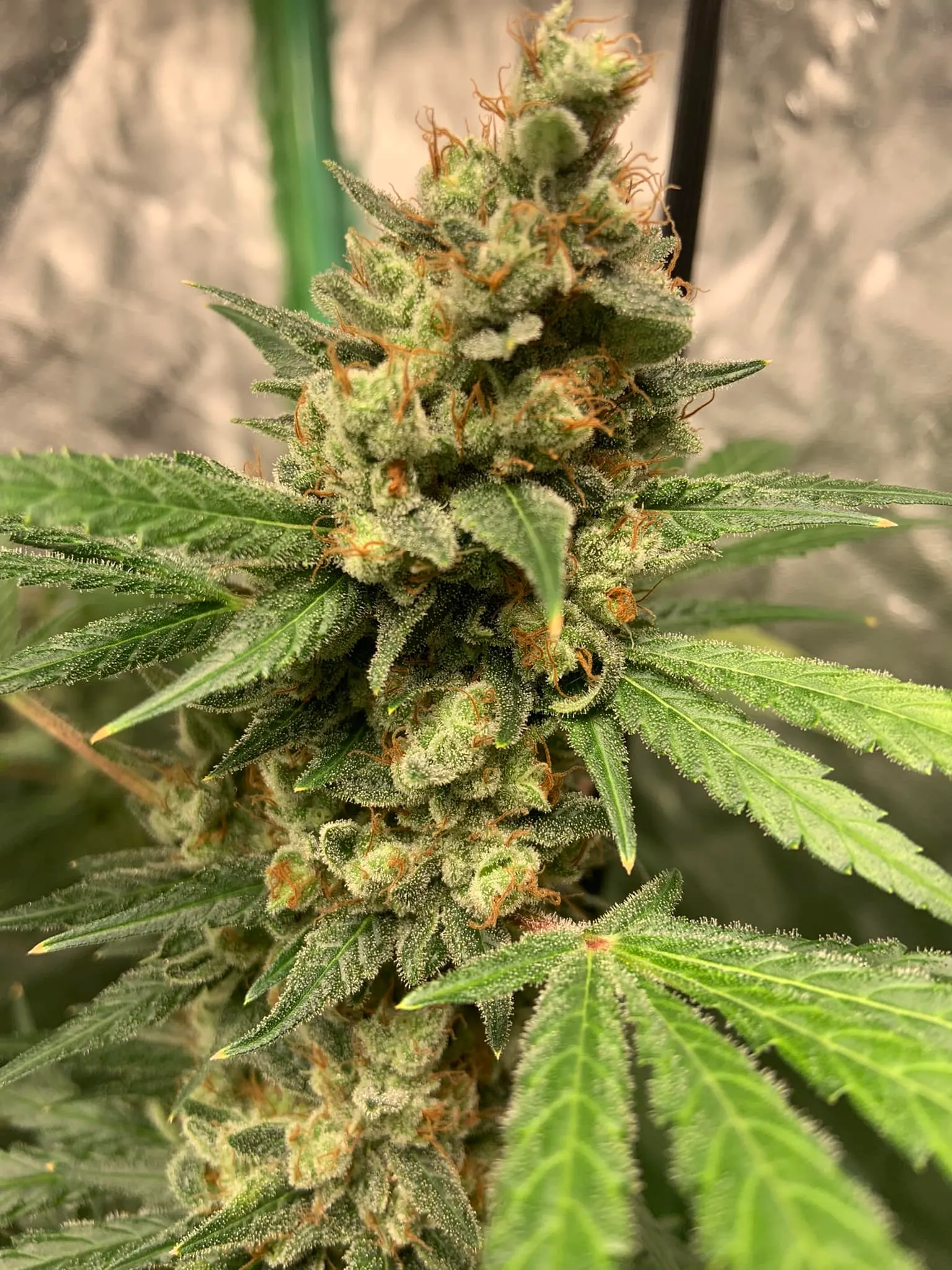 Trichome density. Cloudy with a small share of amber — right where I want to cut.