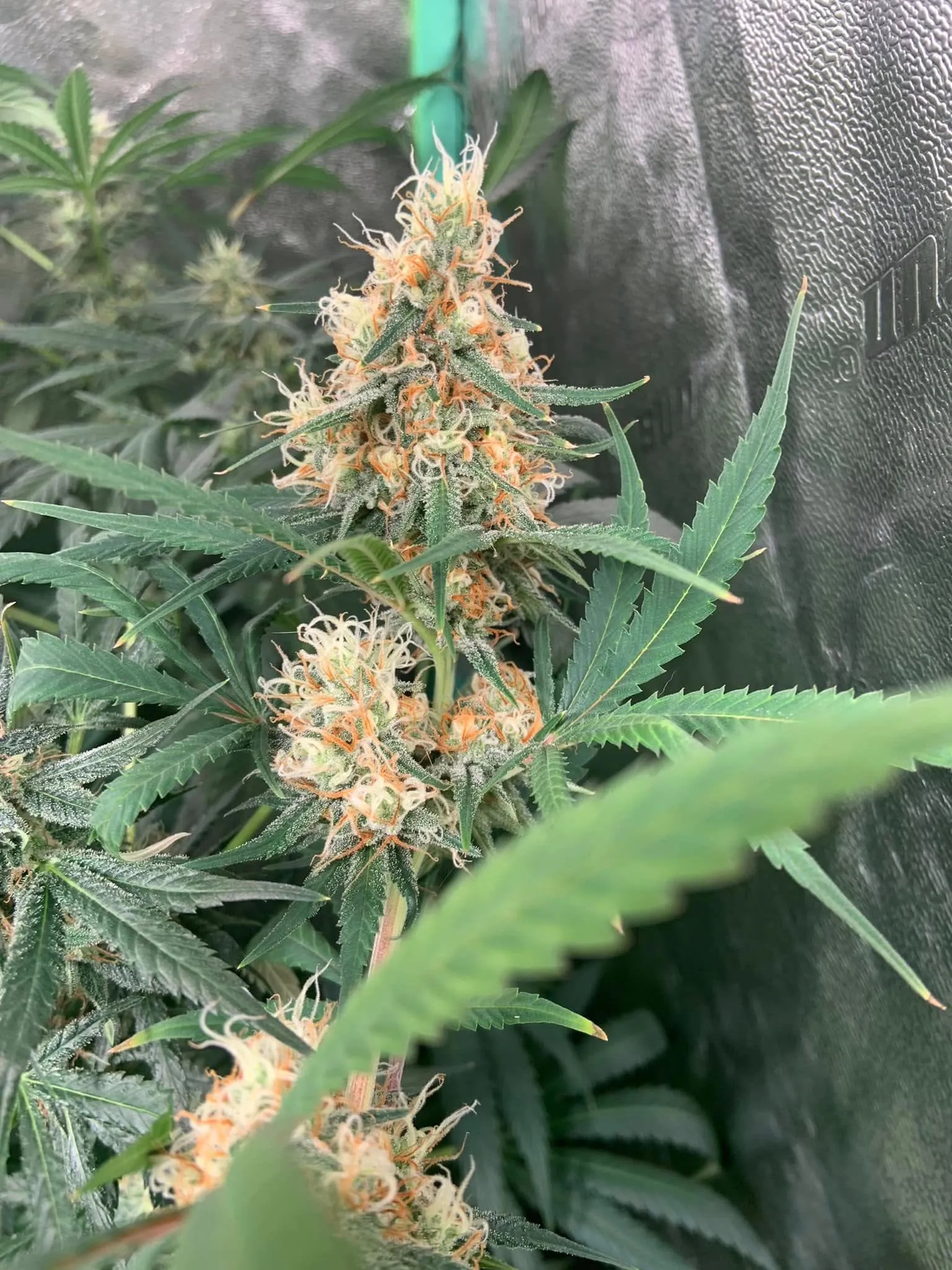 Cola at day 55 of flower. Pistils mostly amber, calyxes swollen.