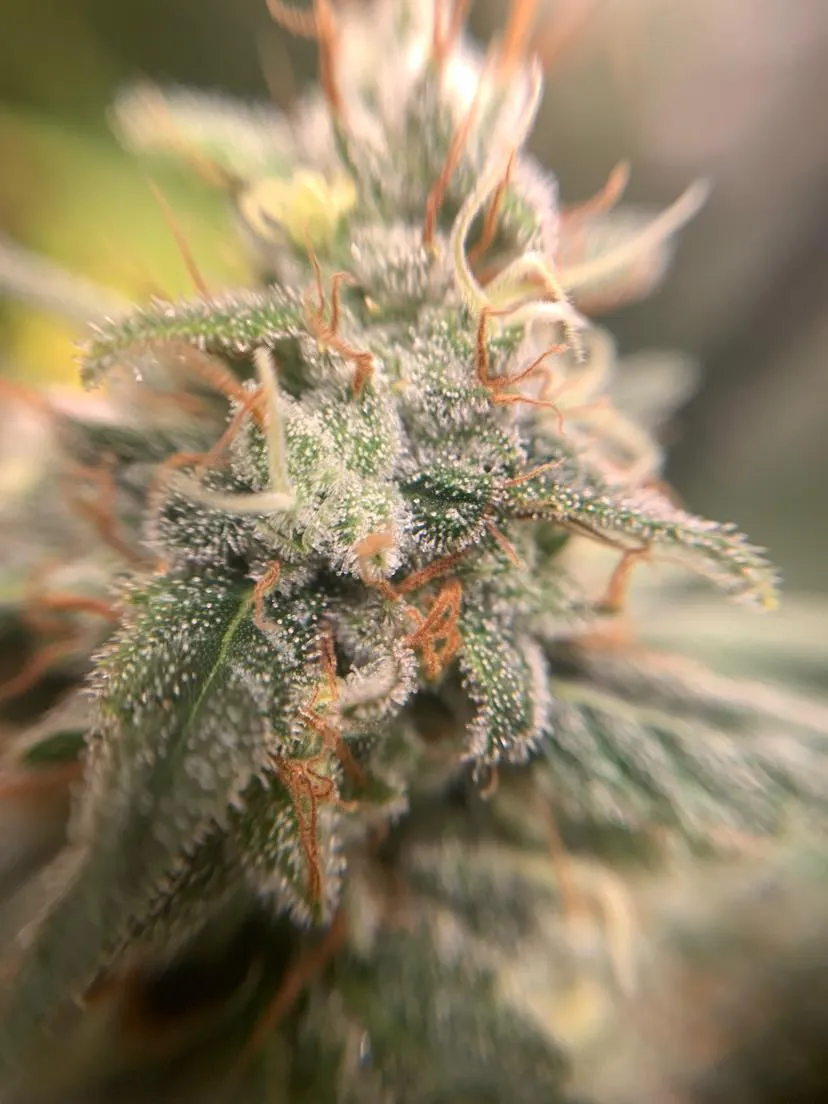 Macro close-up of frosty trichomes on a finished cannabis bud