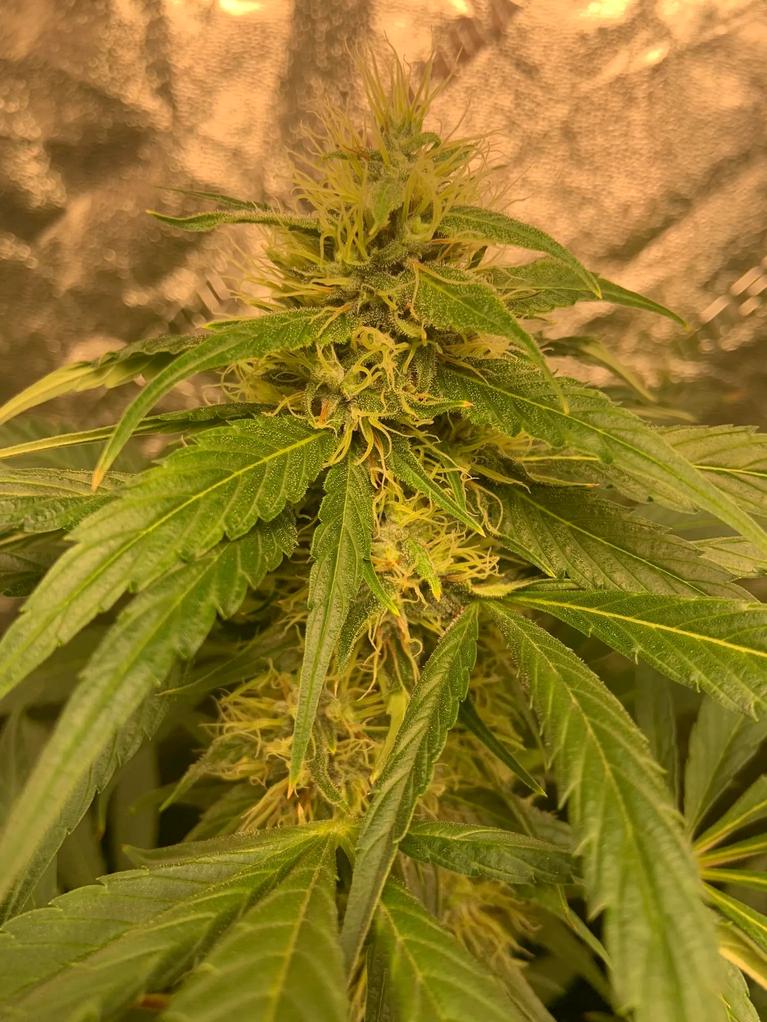 Warm-tone variant — same plant, different light.