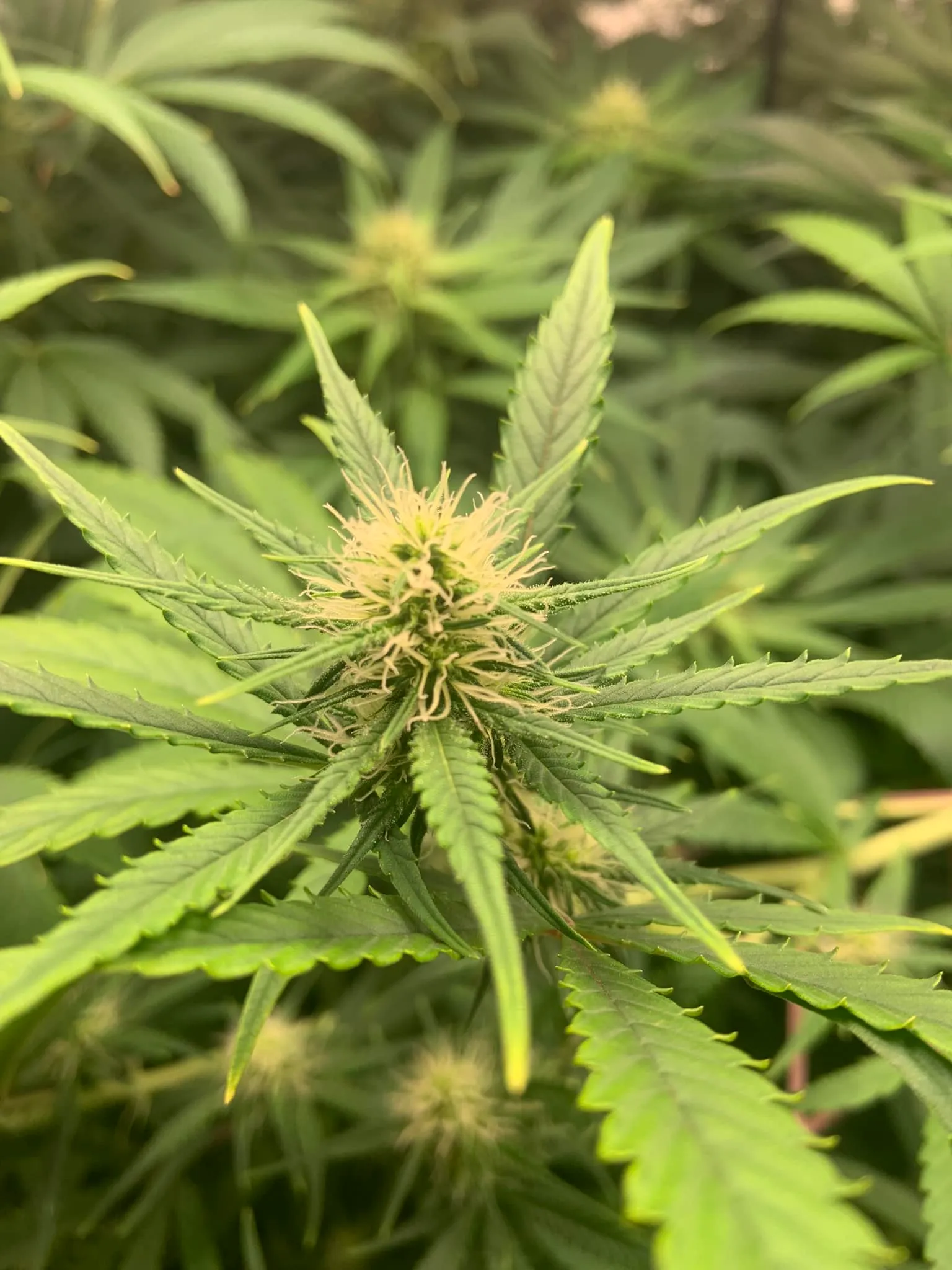 Close-up of a developing cannabis flower with white pistils emerging